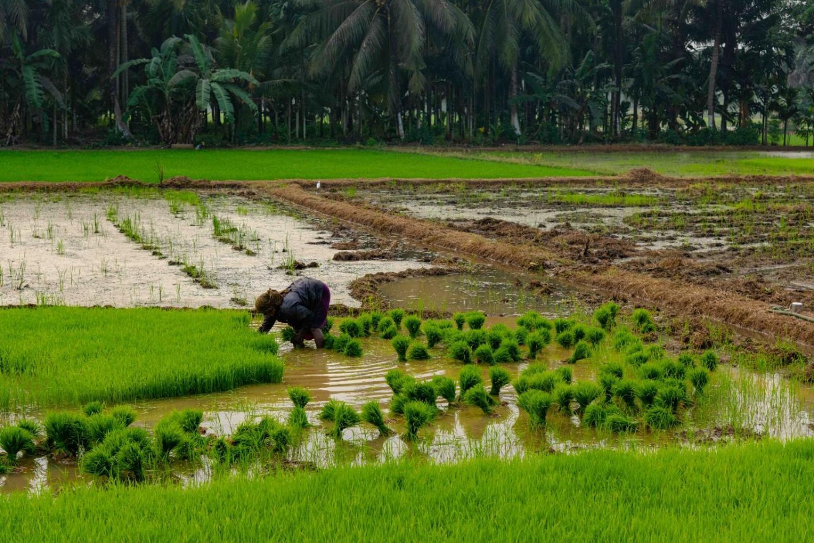 Vintage Vista * Lakkidi